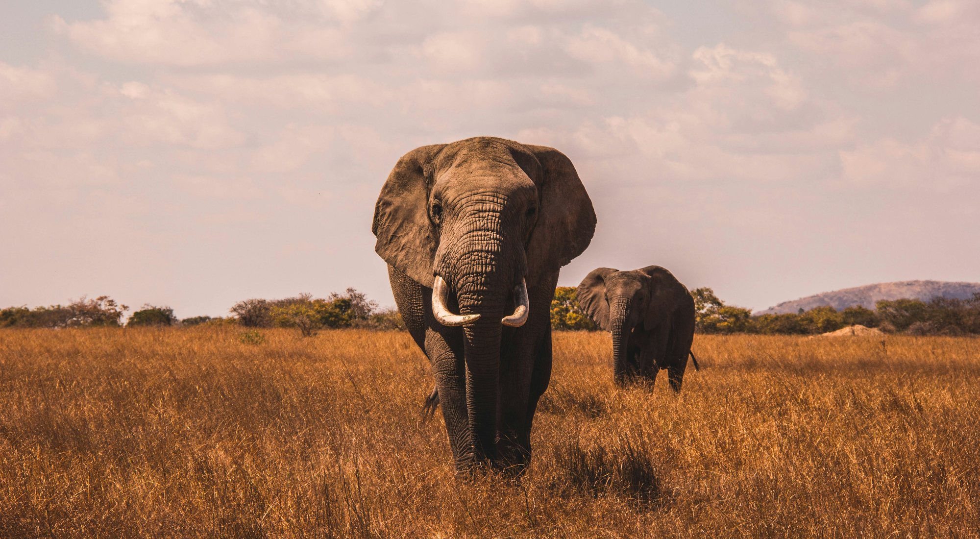 Your Safari
