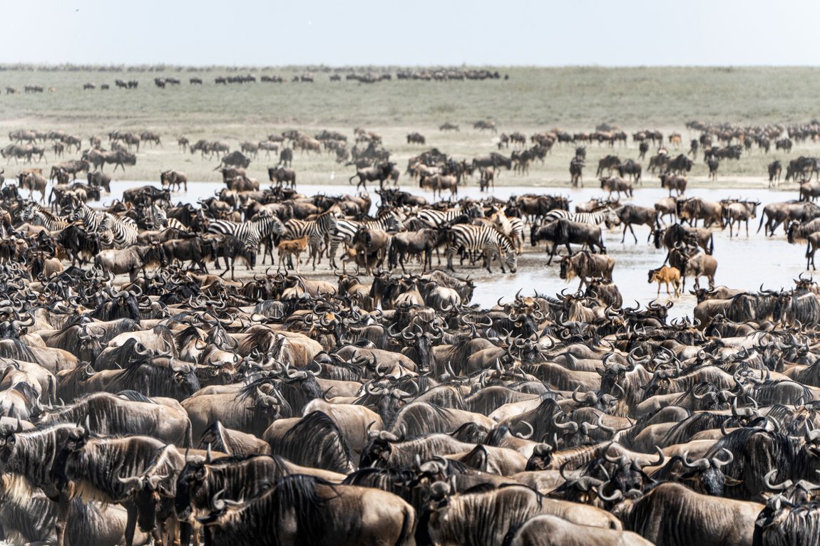 The Great Migration