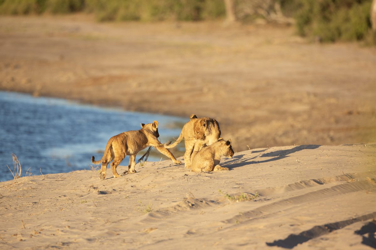 Mobile Safaris