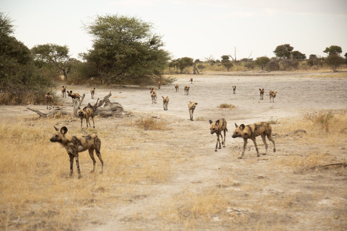 Mobile Safaris