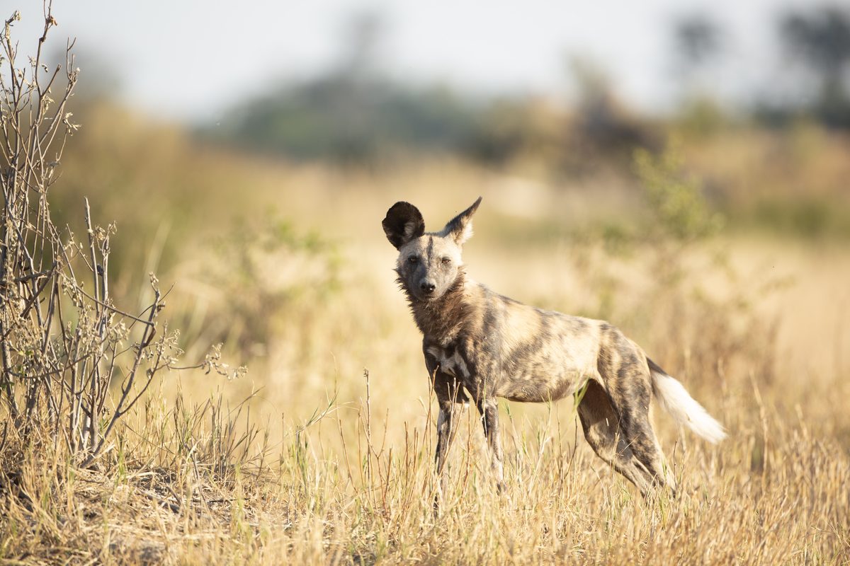 Mobile Safaris