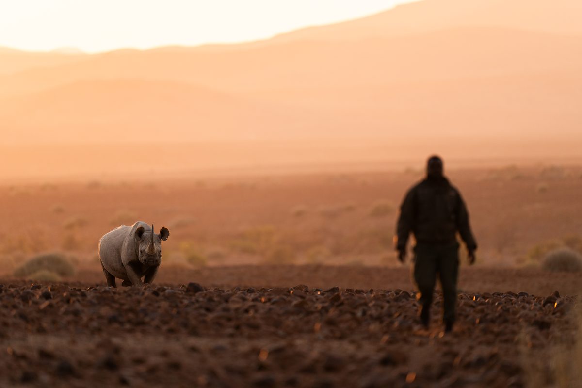 Desert Rhino