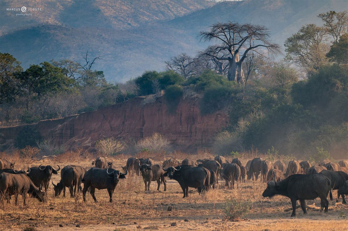 Kavinga Safari Camp