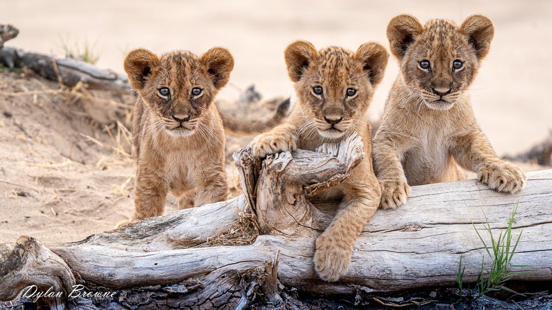 Kavinga Safari Camp