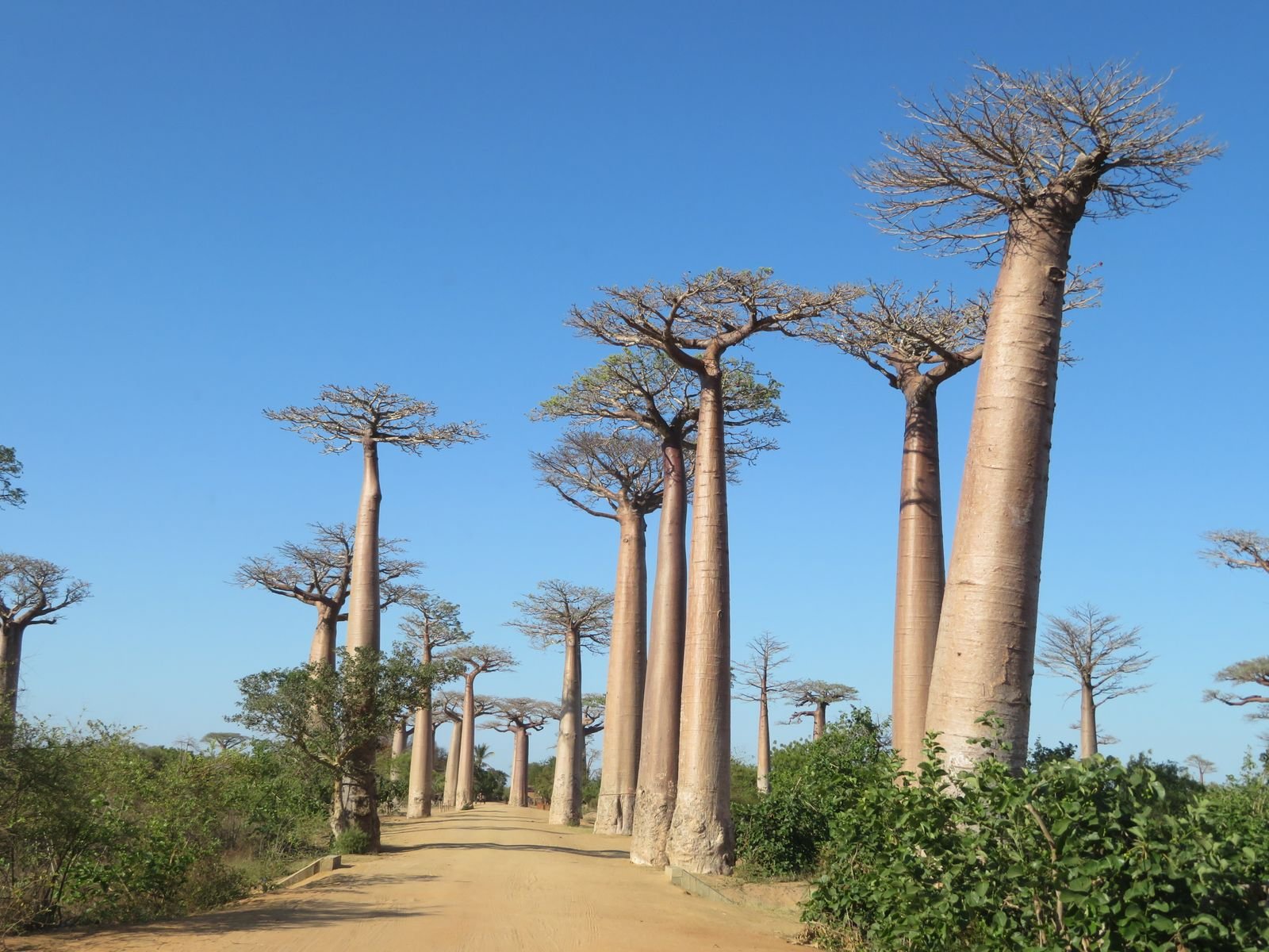 Safari in Madagascar