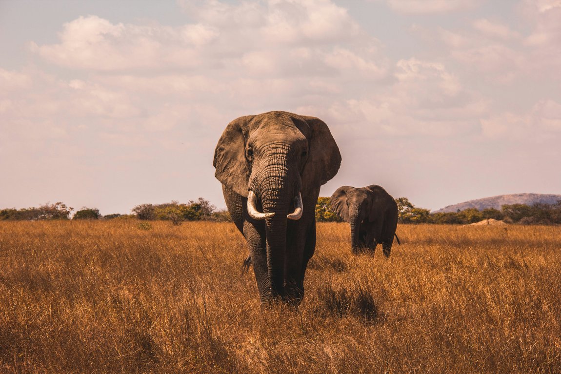 Elephant and calf