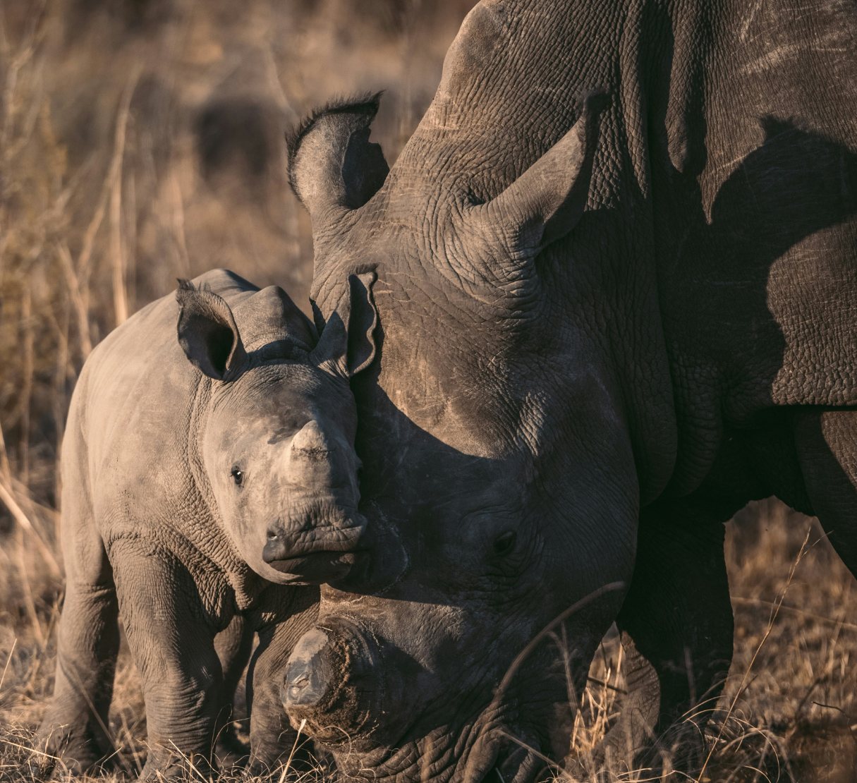 Safari in South Africa